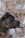 ipo3 FURFANTE RIPRODUTTORE SELEZIONATO ENCI - Triola Cane Corso